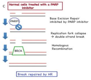 Homologous Recombination Deficient Cells Are More Susceptible to PARP Inhibition BRCA-1, -2 are critical for DNA repair via HR Cells defective in BRCA-1, -2 are more sensitive to DNAdamaging therapy