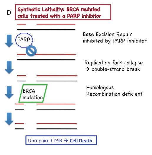 Homologous Recombination Deficient Cells Are More Susceptible to PARP Inhibition Homologous recombination enzymes are critical for DNA repair Defects in BRCA-1, -2, PALB-B2, FANC increased