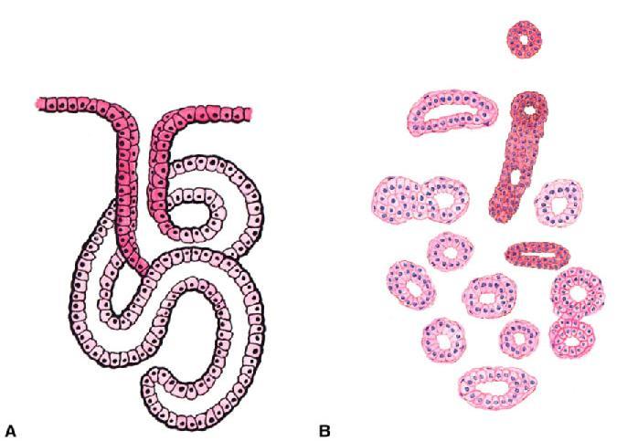 Glands are long, coiled openings