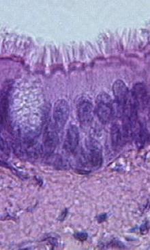 ciliated epithelium hair-like organelle that protrudes out of the cell function to move things along the tract