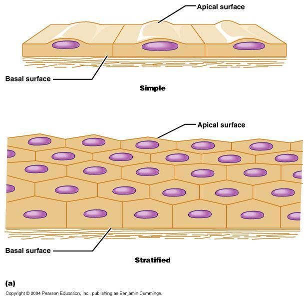stratified squamous epithelium structure several rows of flat cells may have