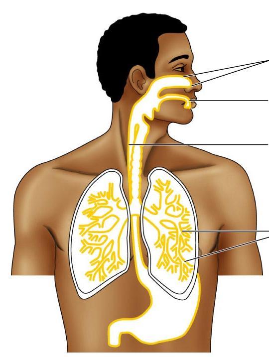 respiratory tract
