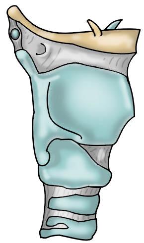 12 Larynx Learning Objectives By the end of this topic you should be able to: Identify the cartilages, membranes, muscles and nerves of the larynx.