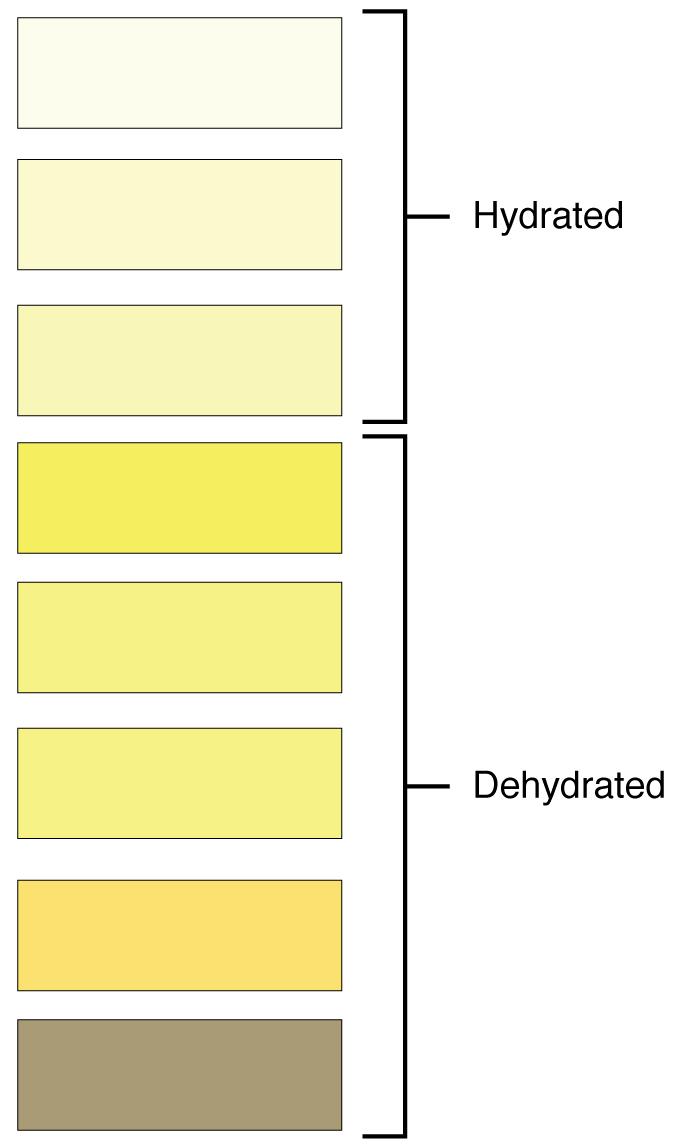 Urine Color Urine volume varies considerably. The normal range is one to two liters per day ([link]). The kidneys must produce a minimum urine volume of about 500 ml/day to rid the body of wastes.