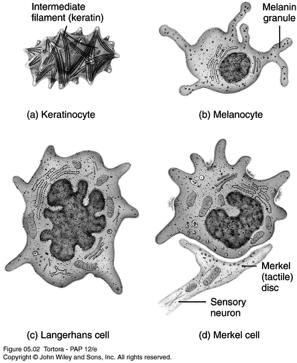 Types of Cells in the Epidermis Copyright 2009, John Wiley & Sons, Inc.
