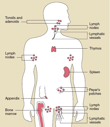 T-lymphocytes 2% of lymphocytes present in peripheral blood Others in thymus, lymph nodes, tonsils, intestines, spleen, bone marrow.