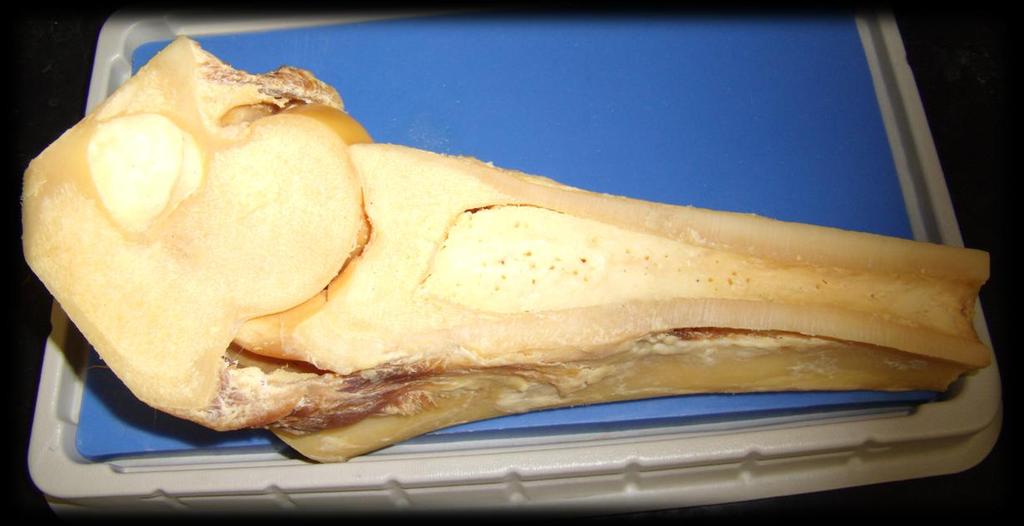 Station 8 22. The sample of real bone is a joint. Elbow Knee Hip Nose 23.