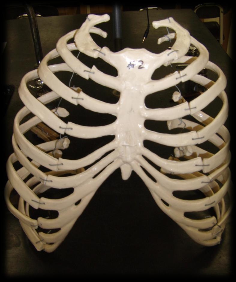 Station 4 6. How many ribs make up the rib cage? 7. What is the name of the bone labeled #2? The Rib Cage 8.