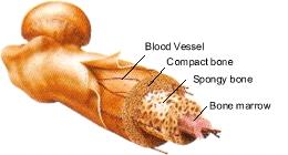 Your Bones are Alive Station 5 30% living tissue cells 45% mineral deposits 25% water Periosteum tough membrane forming the outer covering of bone Compact Bone beneath