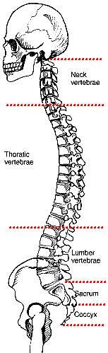 each vertebra. Act as Shock absorbers.