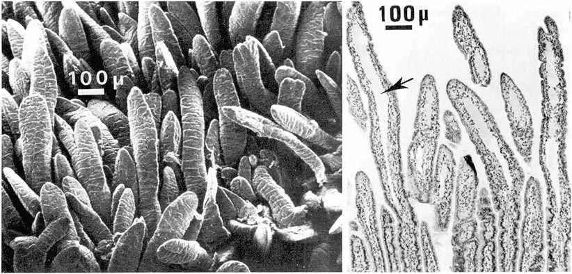 Scanning Electron Microscopy of Calf Intestine 40 1 Fig. 1: Middle small intestine. control calf. a. Villi arc long. oval and have prominent horizontal furrows. b. Longitudinal section.