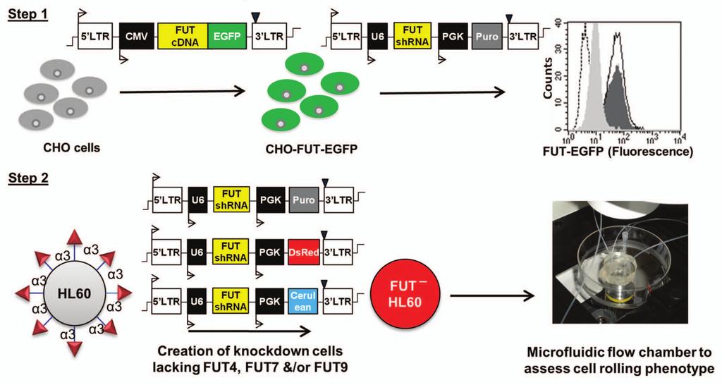 Figure 1. Workflow for the study of fucosyltransferases in human leukocytes. In step 1, CHO cells expressing FUT4-, FUT7- or FUT9-EGFP fusion proteins were constructed.