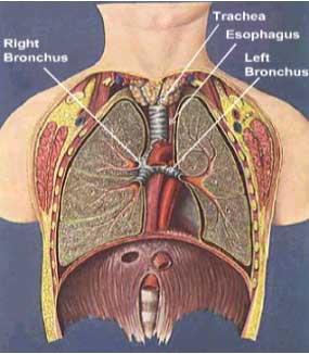 http://www.thoracic.