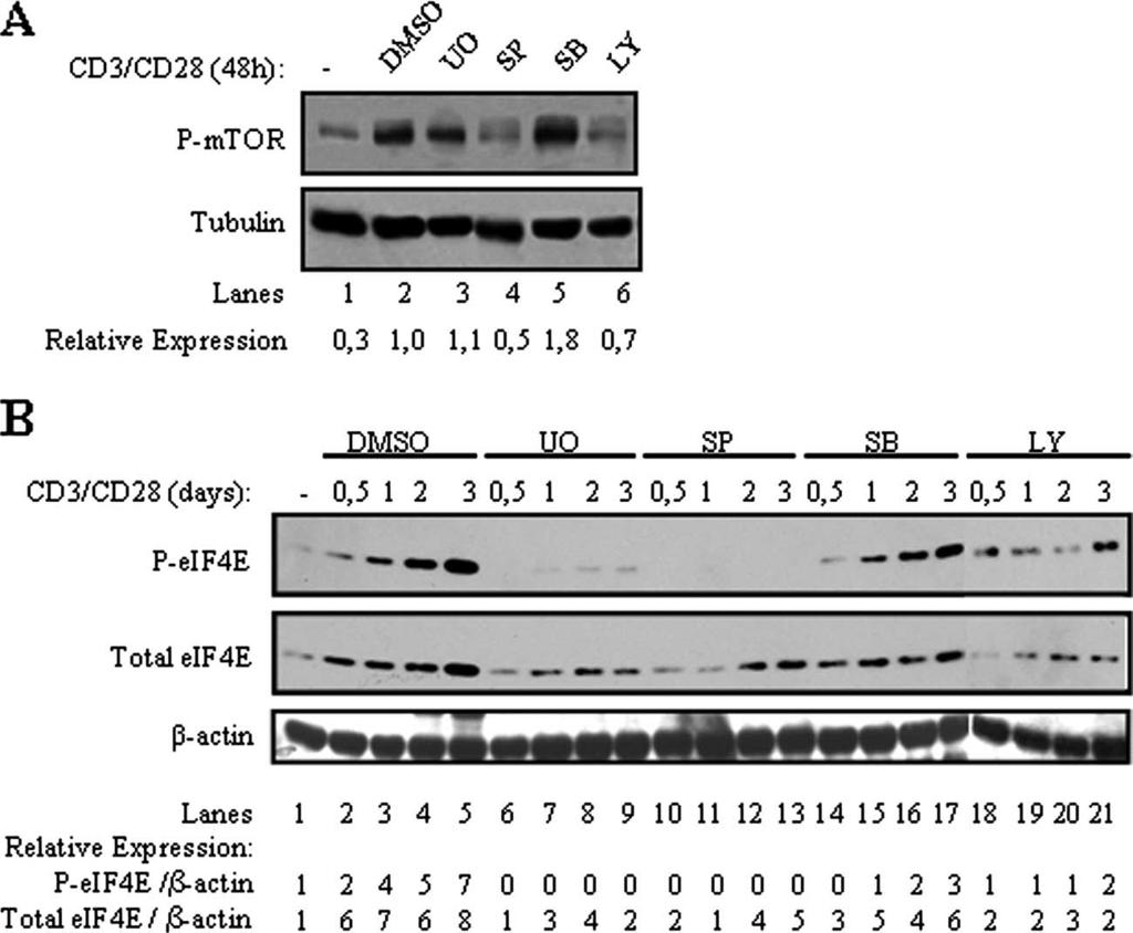 VOL. 82, 2008 REQUIREMENTS FOR VSV ONCOLYSIS IN T CELLS 5743 FIG. 5. mtor and eif4e phosphorylation requires ERK1/2, JNK, and Akt activation in T lymphocytes.