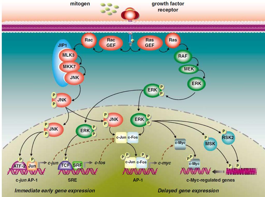 Initiation of cell cycle through MAPK pathways. Mitogens acting through Ras and Rac pathway activate Erk and Jnk.