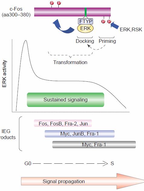 Erk also phosphorylates Elk1 in TCF leading to Fos expression. Activated Ap-1 activates Myc production.
