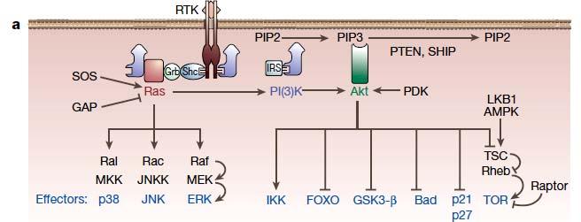 Activation of Cell Cycle Initiation. So, how the CycD production is normally initiated? The Ras/Raf and PI3K pathways of the CycD activation are particularly important.