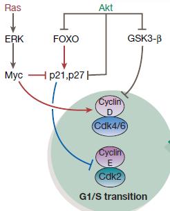 Parallel activation of Akt kinase is also pivotal for the cell cycle progression. Akt inhibits GSK3 kinase preventing it from phosphorylating CycD and Myc.