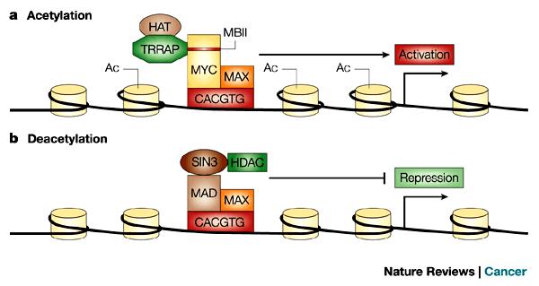 The tans-activation NTD contains the binding site for Myc co-activator TRRAP which forms complexes with proteins with HAT activity.