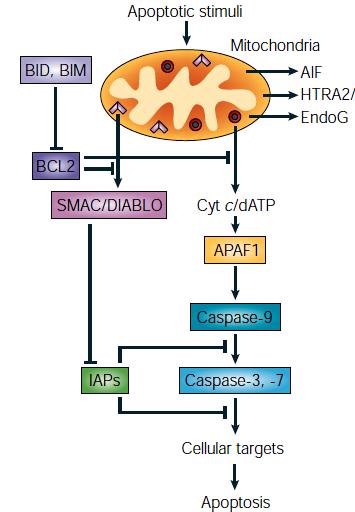 preventing FOXO-dependent expression of pro-apoptotic BIM.