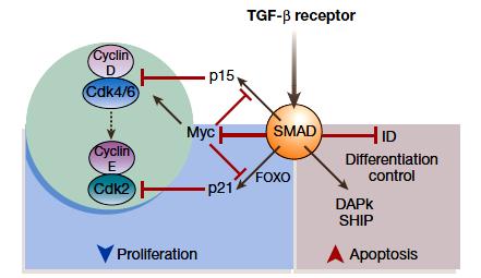 Limiting G1 progression. TGF-b-receptors limit cell proliferation through the SMAD node. Activated SMADs in complex with FOXO TFs promote transcription of p21cip1 and p15(ink4b) as discussed above.