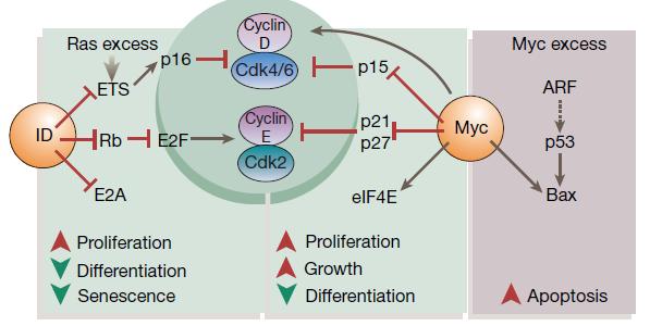 Oncogenic stress can be contained: Ras excess activates ETS transcription factors (Ets-1) that increase p16 transcription.
