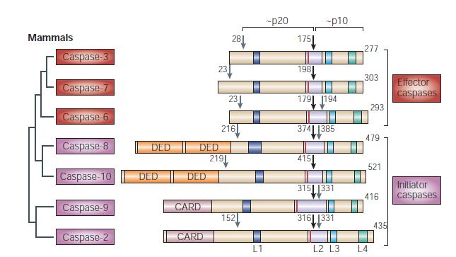 Active apoptosome uses its 7 CARD domains to bind monomeric Csp9 but it does not cleave it.