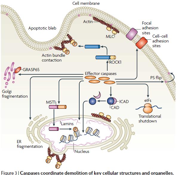 Consequence of caspase activation. The hallmark of apoptotic cell is the fragmentation of its nucleus and DNA hydrolysis in 200 bp fragments corresponding to nucleosomes.