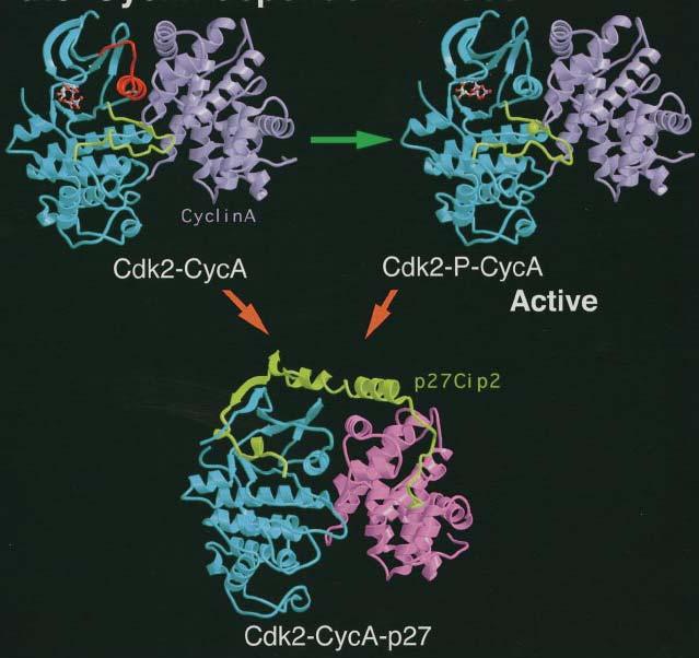 Kinase activation in Cyc-CDK complex by T-loop (T160) phosphorylation and Cyc-CDK complex inhibition by p27cip The