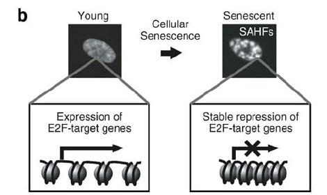 SAHF: Senescence Associated Heterochromatin Foci: