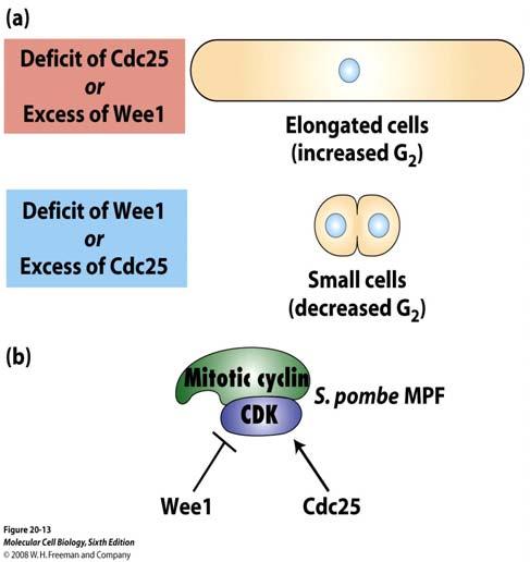 Next, a cdc25- mutant unable to enter mitosis, which phenotypically looked like a cdc2- mutant was found. On the over-production of the Cdc25 protein from a plasmid, cells looked like Cdc2D mutants.