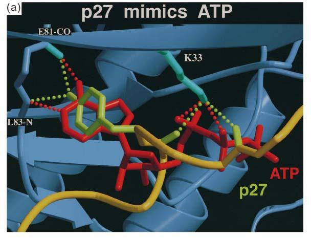 p27cip blocks ATP binding by the CycA:CDK2 complex completely blocking