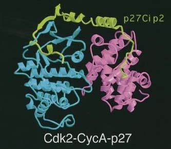 inhibitory domain, while p21 and p57 have 82 and 220 additional AAs,