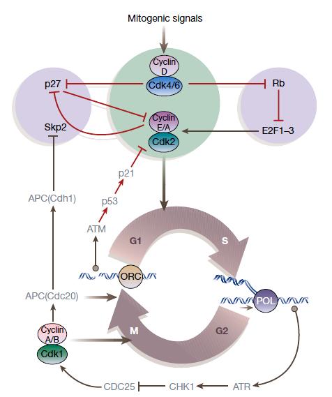 P21Cip and p27kip not only controls the cell cycle progression.