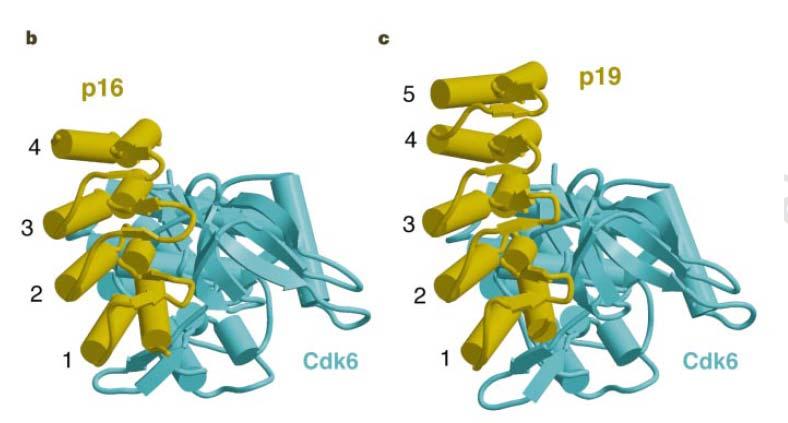 distort CycD-CDK4/6 complexes making them inactive.
