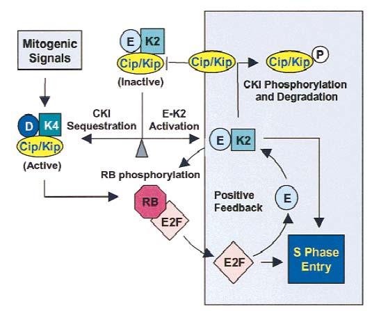 Kip/Cip and Ink4 control Mitogenic stimuli that lead to the expression of cyclin D and Cdk4 result in phosphorylation of the CycD- Cdk4 major target: the Rb proteins.