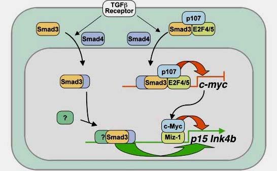 GTFb controls Myc and Ink4b expression Even if the production of CycD is activated, the cell proliferation is still under control of cell cycle inhibitors that are in turn under control of the SMAD