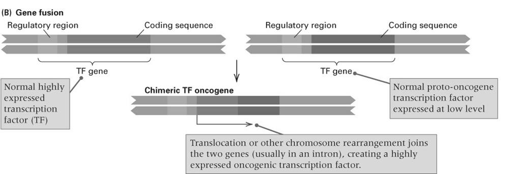 30A: Chromosomal translocations cause cancer Gene fusions create novel or overactiveproteins CML = chronic myeloid leukemia: fusion of Bcr and abl genes - overactive tyrosine kinase APL = acute