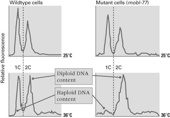 mutant cells At restrictive temperature in ts mutant, cells