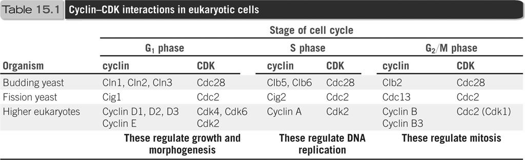 Cyclin-CDK (cyclin-dependent kinases) complexes regulate cell cycle progression CDK only active as kinase bound to specific cyclin(s) phosphorylates target proteins Yeast have many cyclins, only one