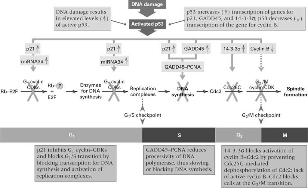 Central role of p53 in DNA damage checkpoint Fig 15.