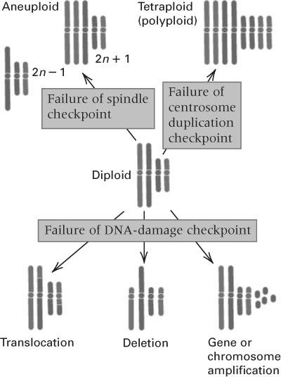Checkpoint failures contribute to genetic instability cancer cells have mutated checkpoint controls Fig 15.