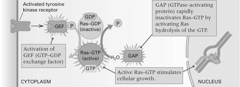 25: Second messenger signalling: EGFR tyr kinase receptors in pathway involving GTP-binding Ras protein 15.