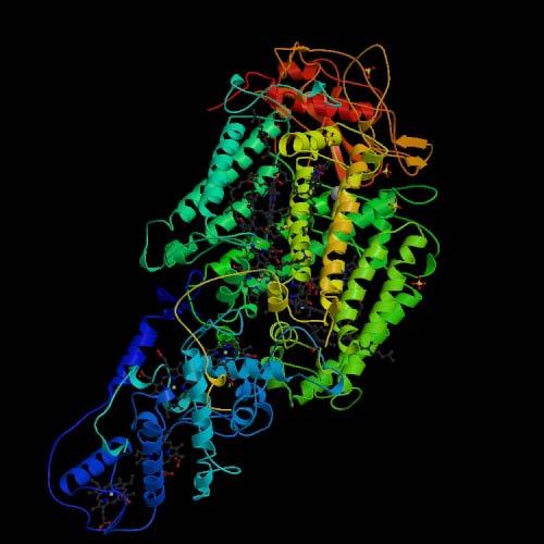 Photosynthetic Reaction Center First 3D membrane protein structure solved Nobel Prize in Chemistry in 988