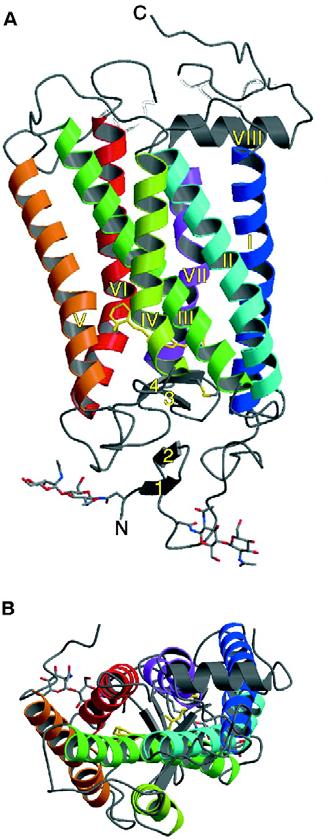 Rhodopsin: X-ray First structure of a GPCR Basis