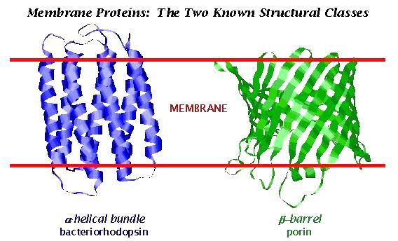 Types of Membrane