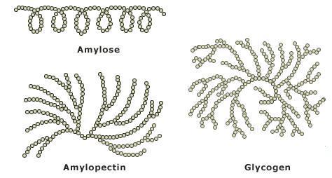 Examples of polysaccharides Storage Starch Two types of plant starches: amylopectin