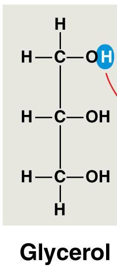 hydroxyl group attached to each carbon A fatty acid consists of a