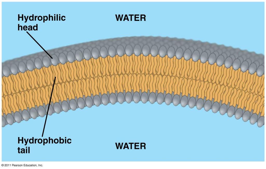 Phospholipids: the secrets of cell membranes When added to water, phospholipids self-assemble into a bilayer, with the hydrophobic tails