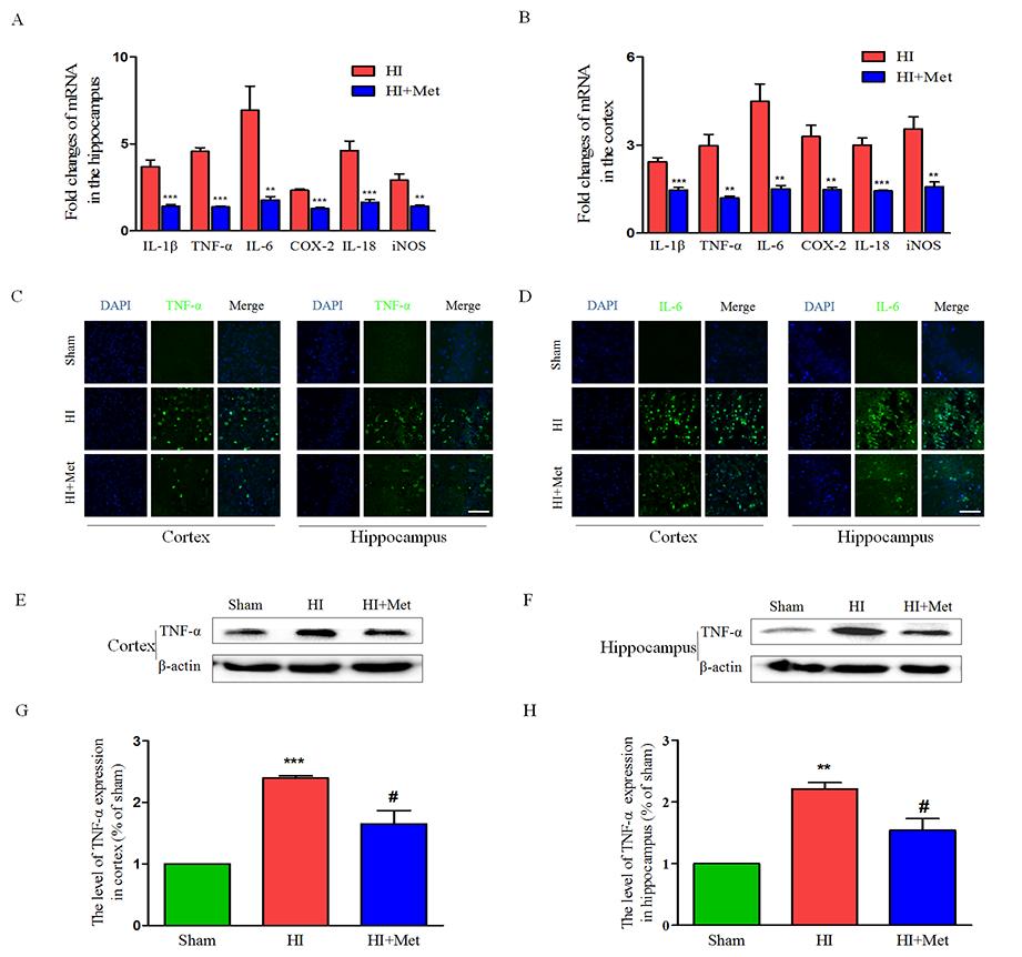 neuroinflammation in the animal models of CNS diseases. Thus, we tested whether metformin inhibited the neuroinflammation via suppressing TLR4/NF-κB signaling pathway in neonatal rats following HI.
